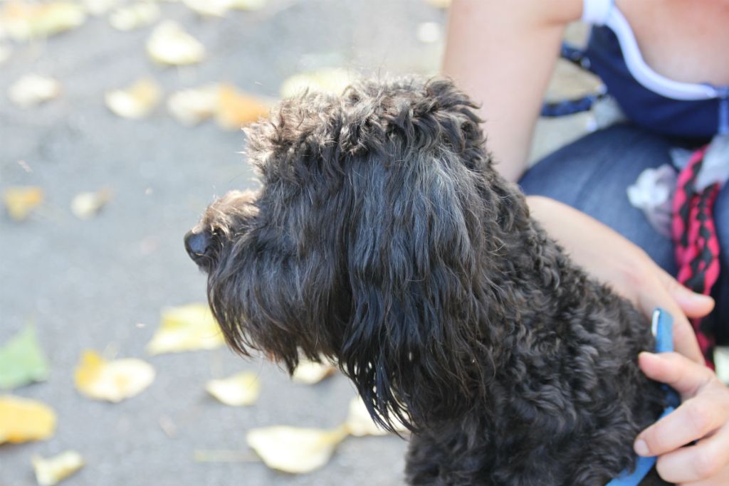 Teddy